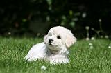 BICHON FRISE 621